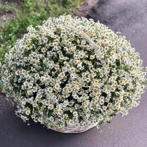 Композиция в корзине из 151 ромашки в Котельниках