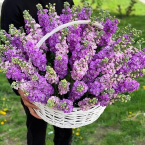 Композиция в корзине из 51 ароматной маттиолы в Котельниках