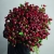 Монобукет из 75 кустовых роз Марун (70 см) в Котельниках