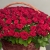 Композиция в корзине из 151 красной розы в Котельниках Композиция в корзине из 151 красной розы в Котельниках