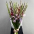 Букет из 25 гладиолусов микс в Котельниках Букет из 25 гладиолусов микс в Котельниках