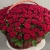 Композиция в корзине из 151 красной розы в Котельниках Композиция в корзине из 151 красной розы в Котельниках