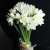 Букет из 25 нарциссов в Котельниках Букет из 25 нарциссов в Котельниках